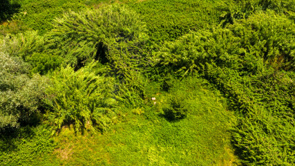 Aerial view of a dense forest. There are many trees, bushes and green grass on this beautiful spring day.
