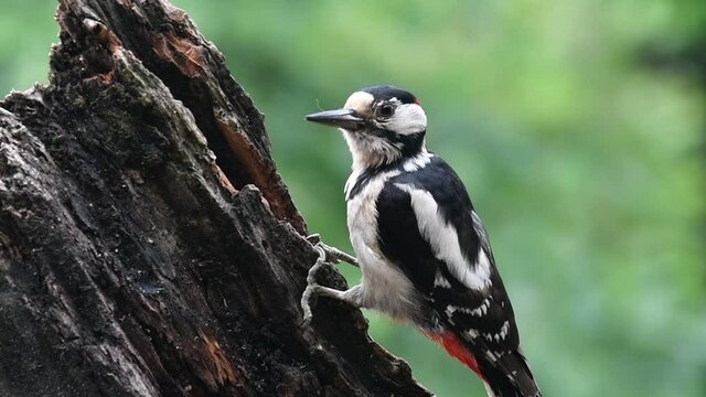 Great spotted woodpecker (Dendrocopos major) male hammering on tree stump and stealing stashed hazelnut from Eurasian jay's or squirrel's cache