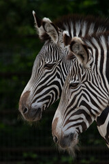 Fototapeta na wymiar two zebra heads
