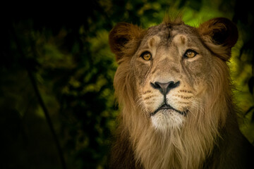 Portrait of a lion