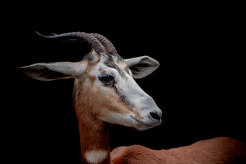 portrait of a Gazelle