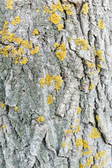 yellow lichen on tree bark, bark of tree