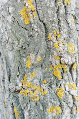 yellow lichen on tree bark, bark of tree