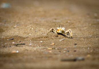 Ghost Crab having a snack