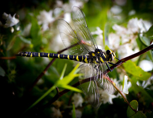 The Hairy Dragonfly