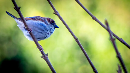 House Sparrow on a branch