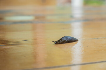 Brown slug, clam class gastropods. A slug is a snail without a shell.
