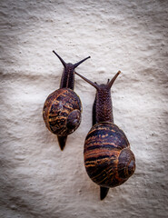 Two snails race to the top of the wall