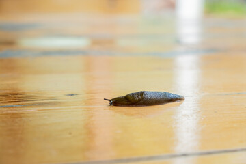 Brown slug, clam class gastropods. A slug is a snail without a shell.