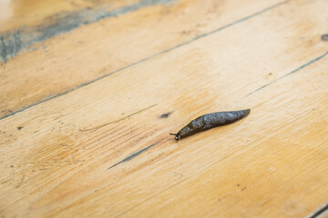Brown slug, clam class gastropods. A slug is a snail without a shell.