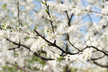 flowering bush, blooming garden, spring bloom