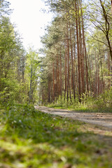 Obraz premium Forest with fir and pine tree-lined walking trail
