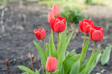 red tulips, red tulips in the front garden