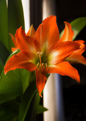
Orange lily on a background of green leaves