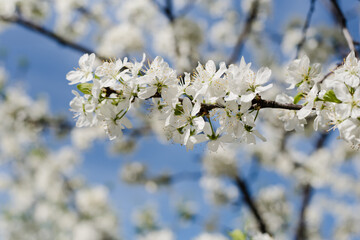 flowering bush, blooming garden, spring bloom