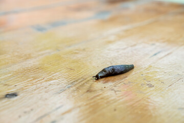 Brown slug, clam class gastropods. A slug is a snail without a shell.