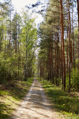 Forest with fir and pine tree-lined walking trail