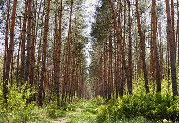 Forest with fir and pine tree-lined walking trail