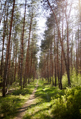 Forest with fir and pine tree-lined walking trail