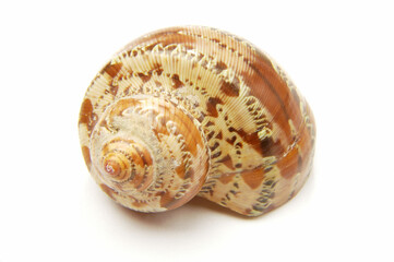 Snail on white background .