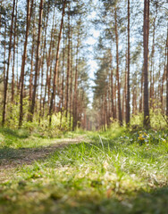Forest with fir and pine tree-lined walking trail