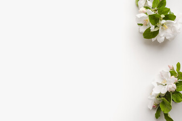 Fototapeta premium apple tree flowers on white background, flowering apple branch