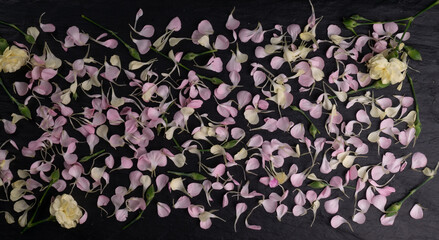 Fototapeta na wymiar Pink Carnation Petals Texture, Dianthus or Schabaud Background