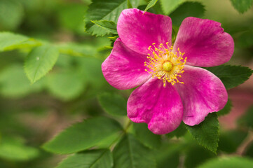 Obraz premium Flowers of rosehip. Wild rose. Brier, botany.