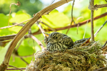 Flycatchers chicks in the nest. A brood of chicks is gradually covered with feathers. Kids are waiting for their parents to eat. A house, a nest of twigs, moss, feathers for birds on a vine.