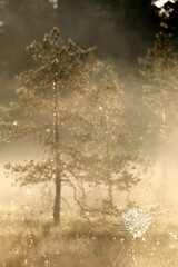 Cobweb at marsh. Pine trees in the mist at midsummer eve's morning after sunrise. 