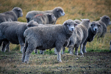 Merino Sheeps in the Torres Del Paine National Park, Patagonia, Chile