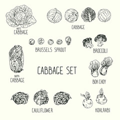 Hand drawn sketch style cabbage set with names. white cabbage, kohlrabi, Brussels sprouts, broccoli, cauliflower, napa cabbage, bok choy, Chinese cabbage. Vector illustration.