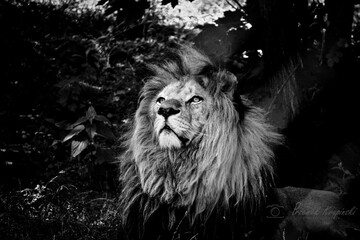 Lion © Przemyslaw