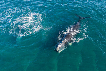 Fototapeta premium Aerial view, Southern right whale and her playful calf in the shallow protected waters of the Nuevo Gulf, Valdes Peninsula, Argentina.