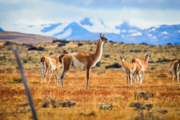 Wild and Beautiful Guanaco with the Mountains on the Background in the Torres Del Paine National Park, Patagonia, Chile