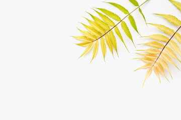 colorful leaves on a white background, white background with leaves, colored leaves