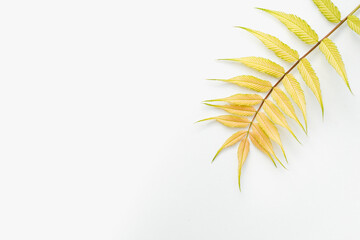 colorful leaves on a white background, white background with leaves, colored leaves