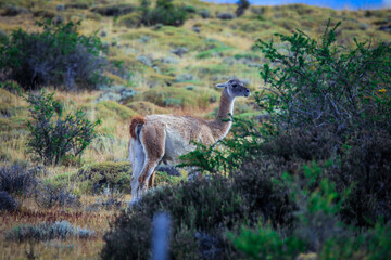 Wild and Beautiful Guanaco in the Torres Del Paine National Park, Patagonia, Chile