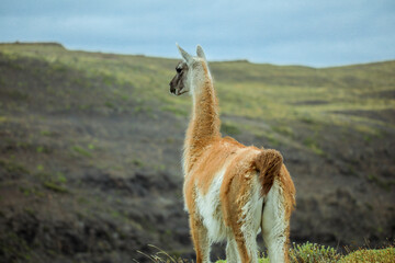 Wild and Beautiful Guanaco in the Torres Del Paine National Park, Patagonia, Chile
