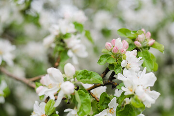 blossoming apple tree branch, apple orchard, apple flowers