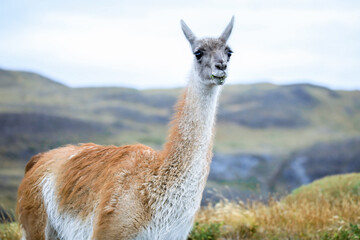 Obraz premium Dzikie i piękne guanako w Parku Narodowym Torres Del Paine, Patagonia, Chile