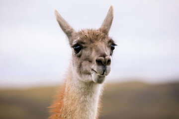 Wild and Beautiful Guanaco in the Torres Del Paine National Park, Patagonia, Chile