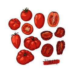 Hand drawn sketch style red tomatos set. Ripe ahd sliced tomato. Dried tomato. Color illustration. 