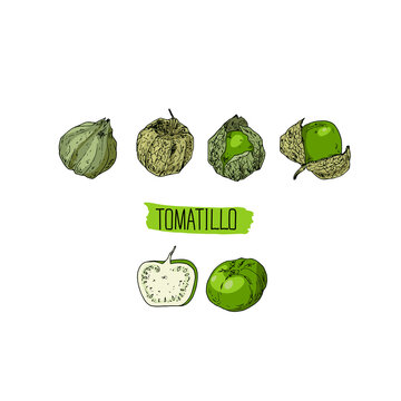 WebHand drawn sketch style tomatillo set. Color illustration. 