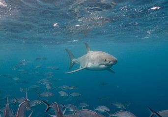 Obraz premium Great white shark swimming with a school of jackfish, Neptune Islands, South Australia.