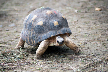 portrait of land turtle walking on the land in a zoological park