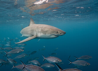 Great white shark swimming with a school of jackfish, Neptune Islands, South Australia.