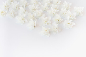 white flowers on white background