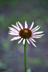Obraz premium Purple coneflowers (Echinacea), initial blossom, with flower-buds, medicinal herbs. Phytotherapy. Healthy lifestyle. 