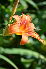 Closeup of tiger lily in summer sunny day